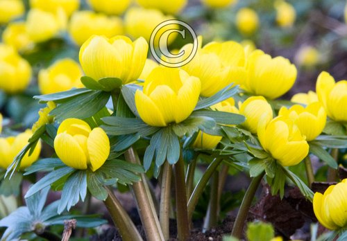 Aconites DM0424